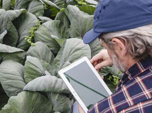 Farmer Watching A Digital Tablet At Work