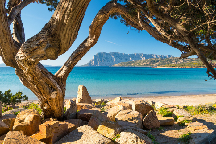 Un antico albero di ginepro incornicia la Spiaggia di Punta Capo Coda Cavallo - San Teodoro con l'isola di Tavolara nello sfondo