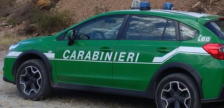 Auto carabinieri forestale