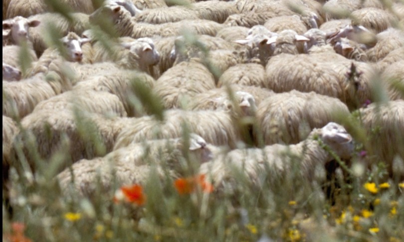 Sementusa, l’app per pecore e capre felici che aumenta la produttività