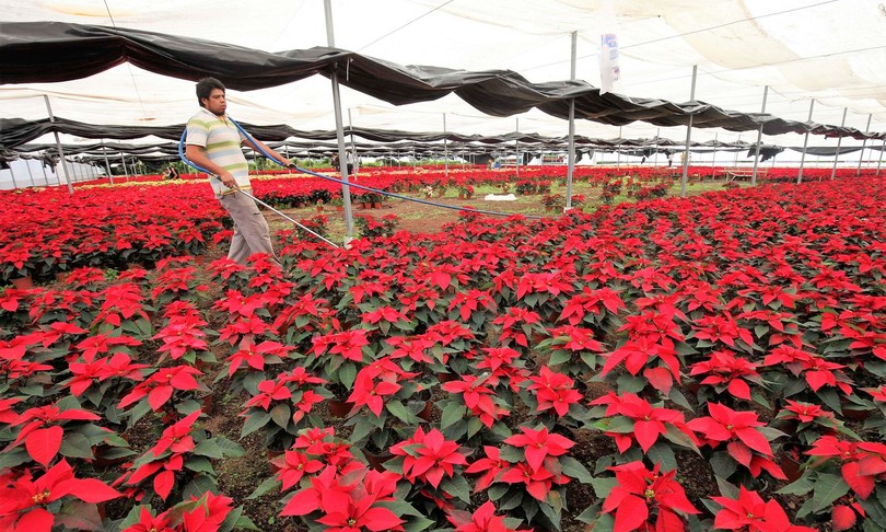 Dpcm, aperti i punti vendita di fiori: salvate migliaia di Stelle di Natale
