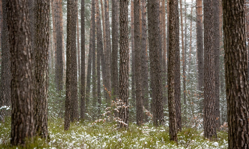 Forest Sharing, arriva la piattaforma per la tutela dei boschi