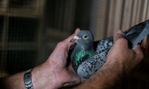 Asta, a Bruxelles è stato venduto un piccione viaggiatore per 1,6 milioni di euro