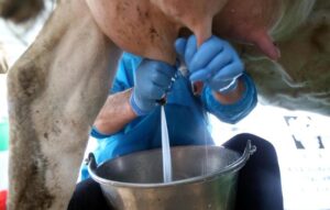 Coldiretti lancia l’allarme: prezzi del latte a picco