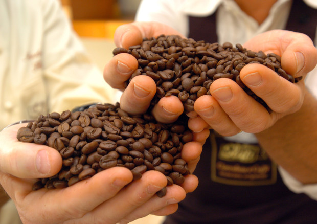 Caffè, Massimo Zanetti fa shopping in Ecuador e compra Hoja Verde Gourmet Hovgo