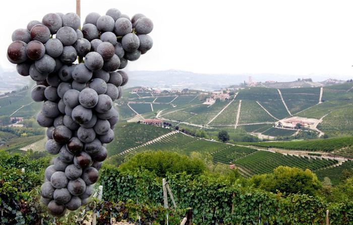 Barolo delle vigne di Cavour, asta record: raccolti 600 mila euro