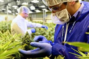 Cannabis, nasce il gigante mondiale grazie alle nozze Aphria-Tilray