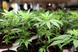 Cannabis, debutto con il botto per Kanabo. Fa fino a oltre +200% alla borsa di Londra