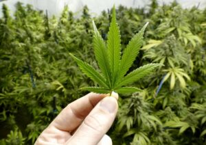 Riforma della cannabis: per l’Onu è sostanza terapeutica