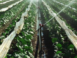 Mancozeb, il pesticida messo al bando dall’Ue: dannoso