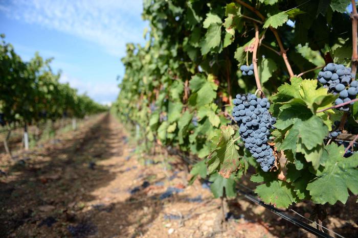 Vinifera 2021, la rassegna di vini delle Alpi si terrà il 29 e 30 maggio