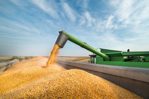 Coldiretti, “prezzi del grano al top negli ultimi due mesi per lo stop in India”