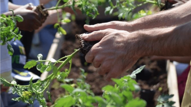 Al via l’esonero contributivo per gli under 40 che avviano una nuova impresa agricola