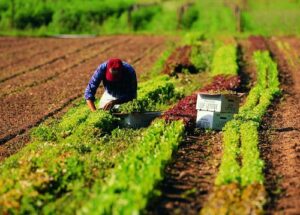 Ondata di gelo, Coldiretti: “Raccolti e coltivazioni dimezzati”