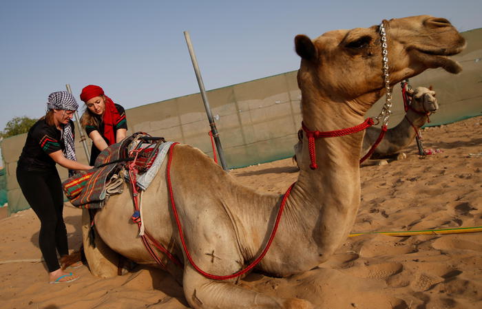 Botox ai cammelli, 43 squalifiche al concorso di bellezza da 66 milioni