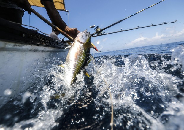 Il pesce made in Italy è in crisi: crac da 500 milioni di euro tra invenduto, crollo dei prezzi e chiusura dei ristoranti