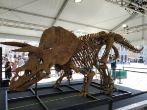 Un lotto giurassico: triceratopo va all’asta a Parigi