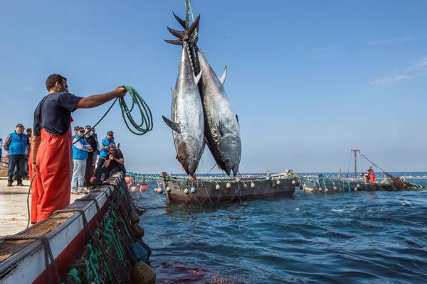 epa06754422 Fishermen are seen during the so called 'levanta' or raise of the net as they perform the traditional tuna fishing art called 'almadraba' at sea near the coast in Barbate, Southern Spain, 21 May 2018. The 'almadraba' fishing art has been used in the region since Phoenician times 3,000 years ago. Fishermen work for two months to place the 'almadraba', a labyrinth of nets in which the tuna fish get trapped as they migrate from the Atlantic ocean into the Mediterranean sea. When the fishing season starts fishermen travel on boats to where the 'almadraba' is placed and raise the nets in which the fish are tangled in order to catch them one by one.