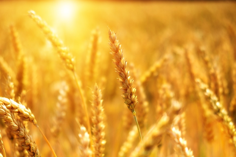 La Russia vieta export di grano verso Paesi Uee fino al 31 agosto