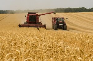 Il blocco dell’import del grano preoccupa la Sardegna