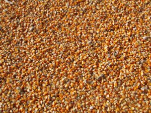 Dai cereali al mais, quanto crescono i prezzi delle materie prime?