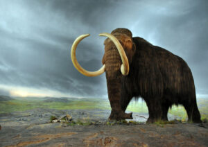 Creare un ibrido elefante-mammut: il progetto di Colossal finanziato per 15 milioni di dollari