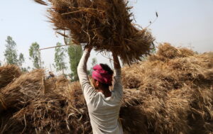 Approvvigionamento alimentare, preoccupa lo stop all’export di grano indiano