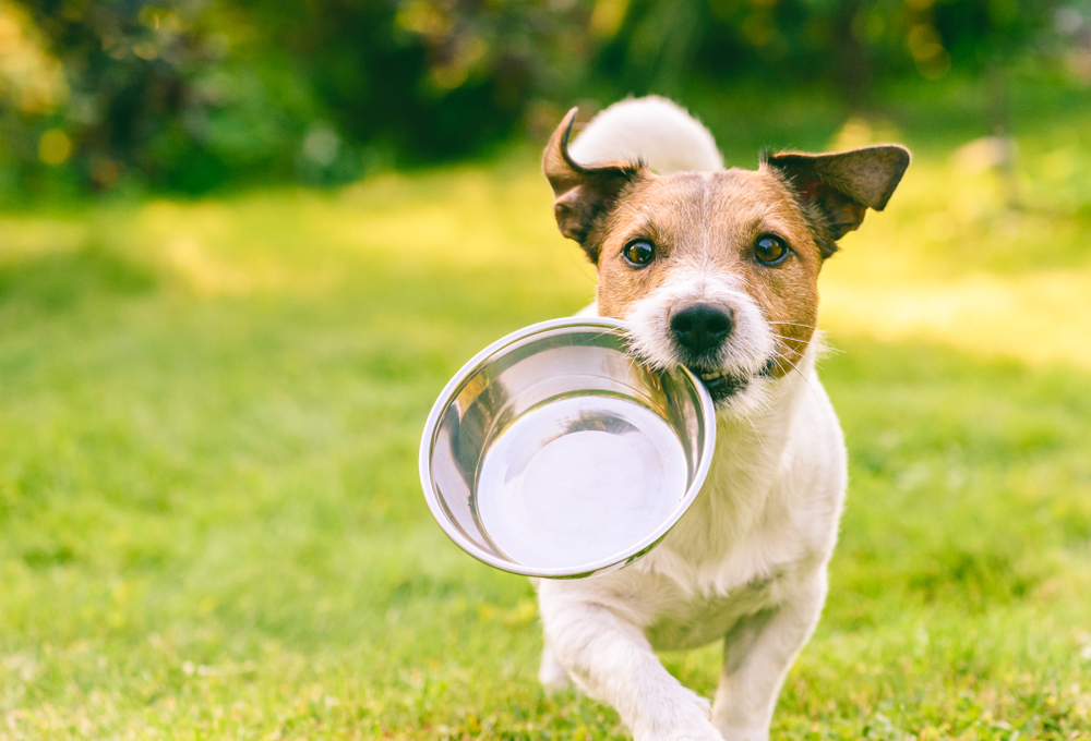 Pet food, il Mise mette in campo 25 milioni per favorire la tecnologia 4.0