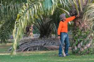 Olio di palma, volano i prezzi: +6,3%
