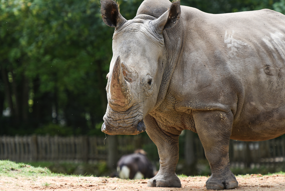 Sud Africa, Valeur investe sui Rhino Bonds per salvaguardare i rinoceronti