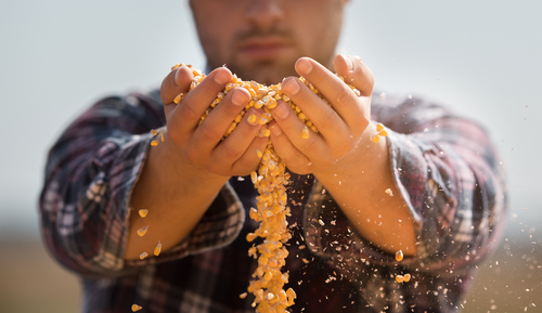Coldiretti: è allarme sui prezzi del grano. Raddoppiano i costi delle semine