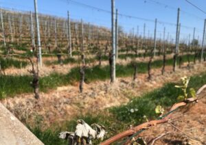 Piemonte, stimati 18 milioni di euro di danni ai vigneti dovuti al gelo
