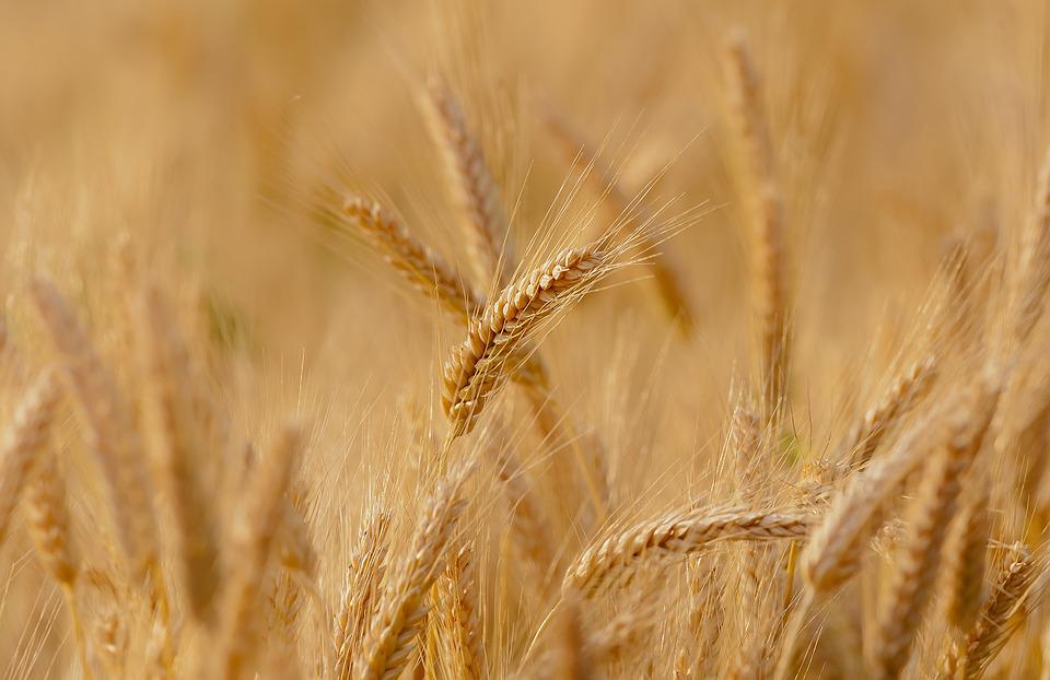 Coldiretti: “raccolto grano in calo del 40% rispetto alle stime”