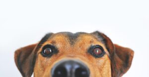 Pet food, prevista una crescita del 40%