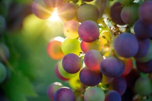 Siccità, in Piemonte rischio -30% uva da vino