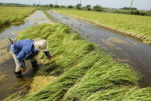 Allarme siccità, Confagricoltura: senza piogge risaie a rischio