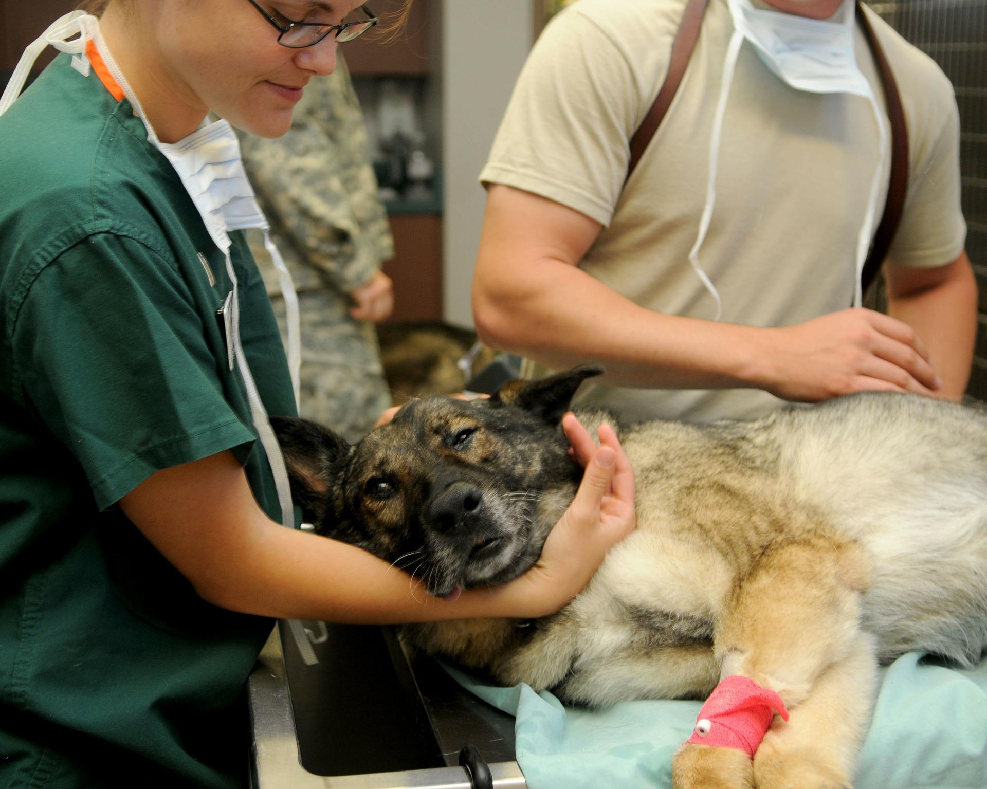 Spese veterinarie, quali sono quelle detraibili nel modello 730/2024