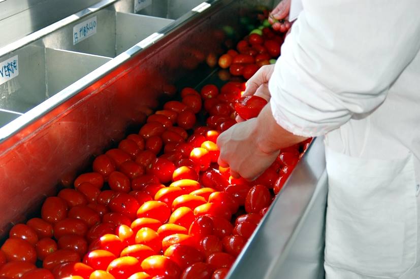 Mutti, raccolto pomodori -17%: “Ripensare radicalmente gestione acqua”