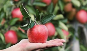 Assomela, +5% la produzione di mele rispetto al 2021