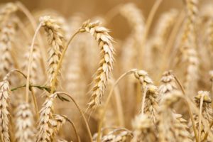 Export grano ucraino, via libera dal 27 luglio