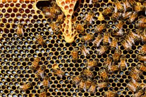 Crisi climatica: -40% raccolto miele Made in Italy