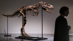 Scheletro di Gorgosaurus all’asta per 6 milioni
