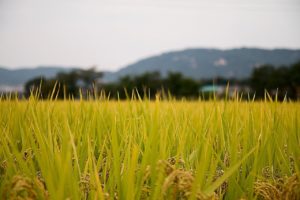 Siccità, -30% per i raccolti di riso