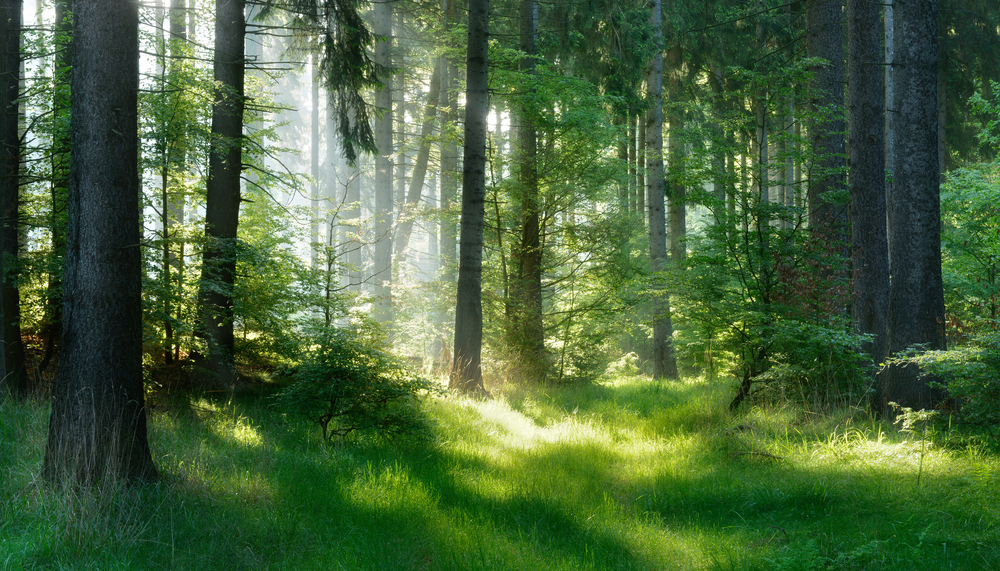 Ambiente, i ricercatori: “Foresta pro capite ridotta del 60% in 60 anni”