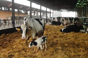Troppo caldo: le mucche producono meno latte