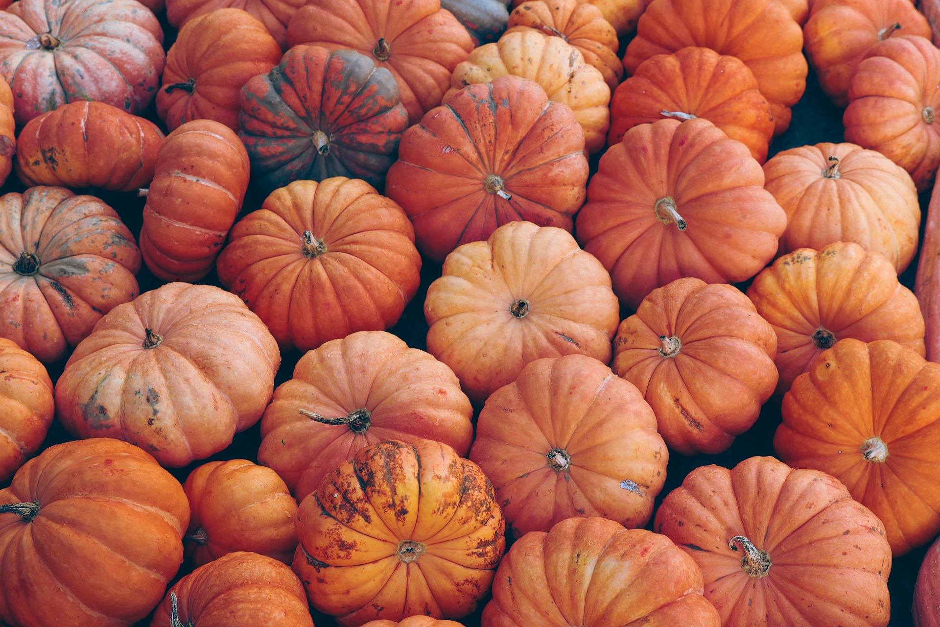 Zucche e Halloween, ornamentali al 22%