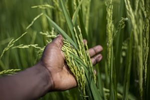 In Africa scarseggia il riso