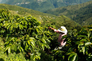 Nestlè vara il Nescafè Plan 2030: per un caffè che fa bene all’ambiente