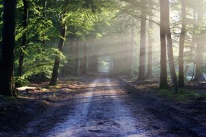 In Veneto la “green belt” italiana che pianta alberi