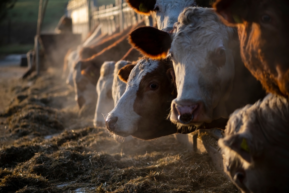 Germania: prodotti animali aumentati quasi del 50% in un anno